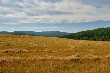 Büyük bir buğday tarlası.