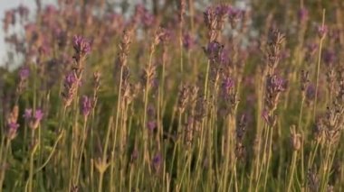 Gün batımında büyük bir lavanta çalısı