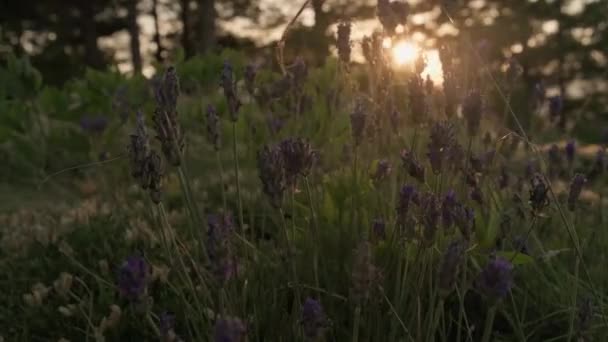 Lavendel i ljuset av solnedgången — Stockvideo
