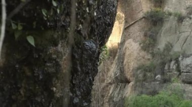 Şelaleden gelen su ağaçtan aşağı akıyor.