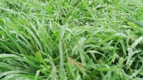 Zelená tráva po zavlažování — Stock video