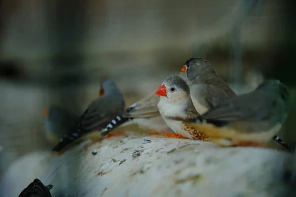 Ein Vogel mit rotem Schnabel — Stockfoto