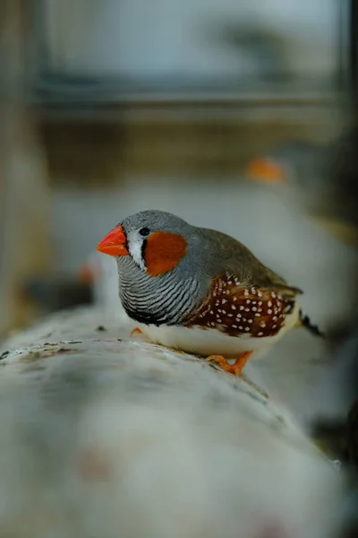 A bird with a red beak — ストック写真