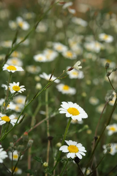 Field of nature white daisies — Stock Photo, Image