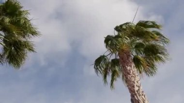 the tops of palm trees in the wind