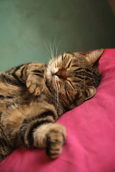 The British cat lies in a beautiful pose — Stok fotoğraf
