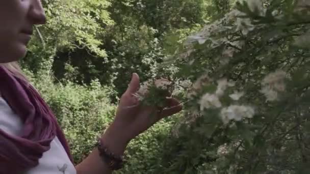 A hand touches a flowering tree — Vídeos de Stock