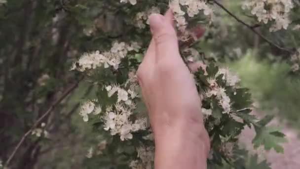 En hand vidrör ett blommande träd — Stockvideo