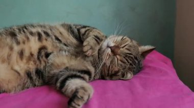 İngiliz kedisi güzel bir poz veriyor.