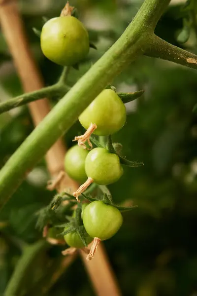 Větvička se zelenými cherry rajčaty — Stock fotografie