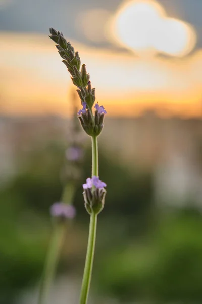 Lavendel bloemen bij gouden zonsondergang — Stockfoto