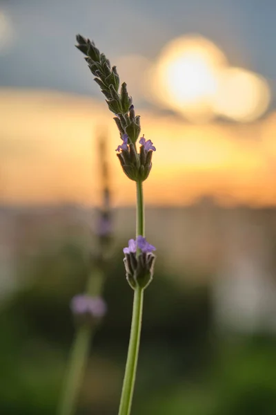 Lavendelblüten bei goldenem Sonnenuntergang — Stockfoto