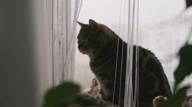 Pencere kenarındaki bir hamakta oturan mermer İngiliz kısa hava kedisi.
