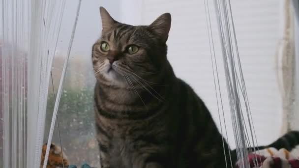Mármore Britânico Gato Shorthair Sentado Uma Rede Pela Janela — Vídeo de Stock