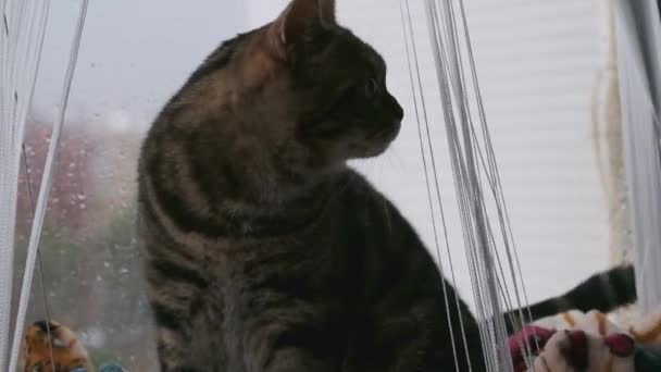 Mármore Britânico Gato Shorthair Sentado Uma Rede Pela Janela — Vídeo de Stock