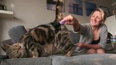 Bir kadın mermeri tarıyor İngiliz kısa kedisi hayvan bakımı