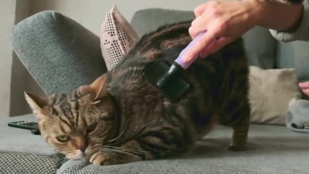 女性は大理石の英国の短毛猫の世話をしています — ストック動画