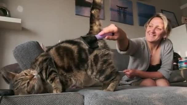 Kobieta Grzebie Marmur Brytyjski Krótkowzroczny Kot Opieka Nad Zwierzętami — Wideo stockowe
