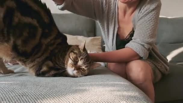 Una Mujer Peina Mármol Británico Taquigrafía Gato Cuidado Animal — Vídeo de stock