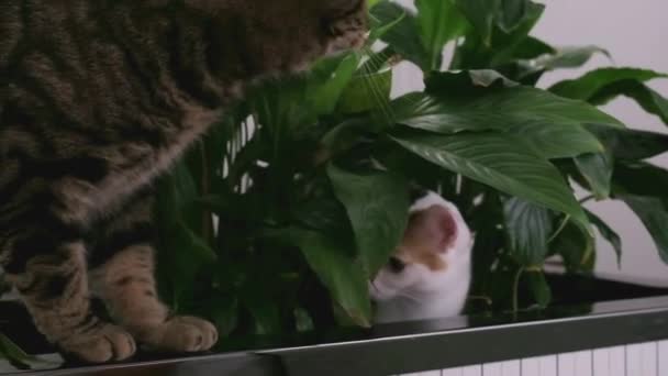 Gato Listrado Tricolor Gatinho Jogar Nas Folhas — Vídeo de Stock