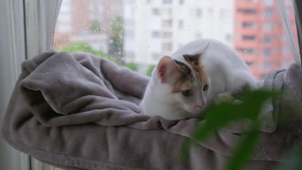 窓の柔らかい毛布の上に座っている三色の猫 — ストック動画