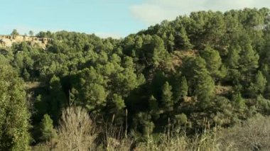 Tepedeki ormanın panoramik manzarası güneş tarafından aydınlatılıyor.