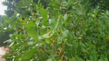 Islak yeşil yapraklı ve yağmur damlalı bir ağaç dalı