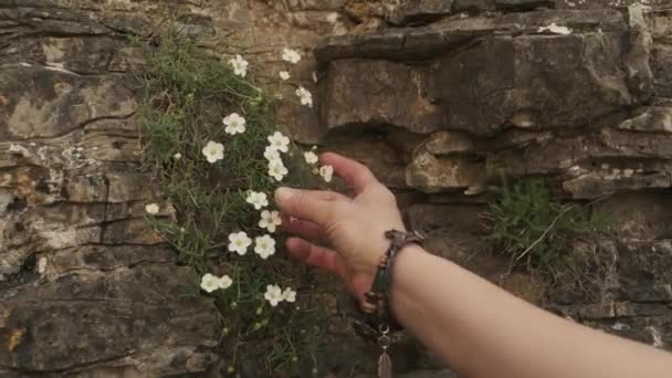 女性の手は自然界の野の花に優しく触れ — ストック動画