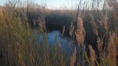 Güneş tarafından aydınlatılan 4k yavaş hareket eden sazlıklar.