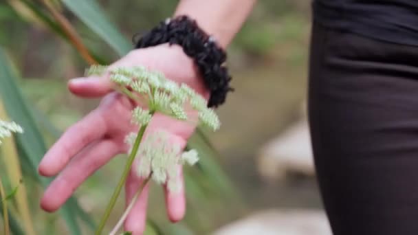 Womans Hand Gently Touches Wildflowers Nature — Stockvideo