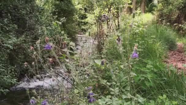 Current Small River Forest Summer Foreground Flowers Bluebells — Stockvideo
