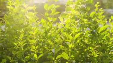 Parlak güneşin ışınlarındaki çalıların parlak yeşil yaprakları.