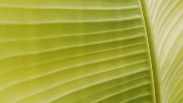 Close Texture Banana Tree Leaf — Stok video