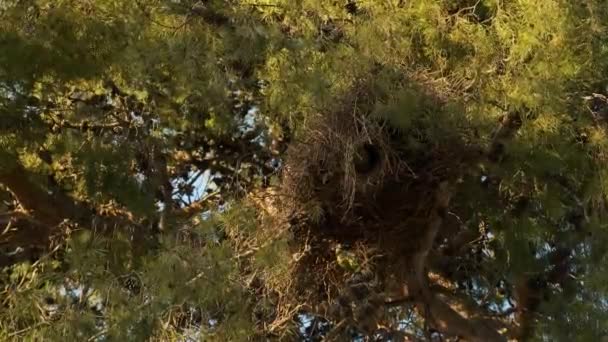 Park Two Green Parrots Tree Nest — Stockvideo