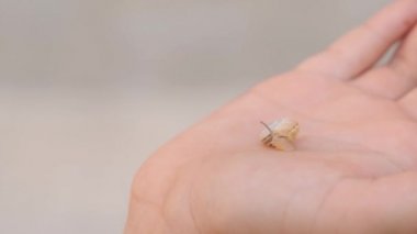 a small snail sits on a childs palm