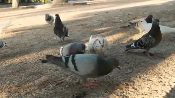 Varias Palomas Parque Ciudad Picoteo Grano — Vídeo de stock