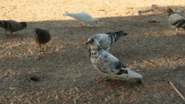 Several Pigeons City Park Peck Grain — Vídeo de Stock
