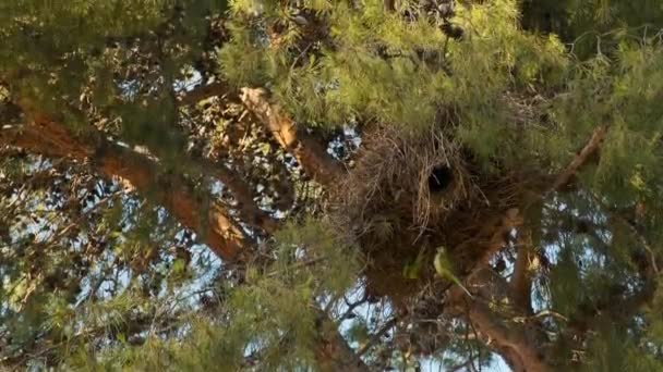 Park Two Green Parrots Tree Nest — Stock Video