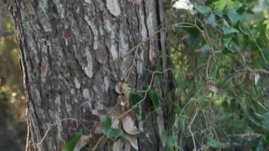 Ormanda, kozalaklı bir ağacın kabuğunun dokusuna yakın çekim.