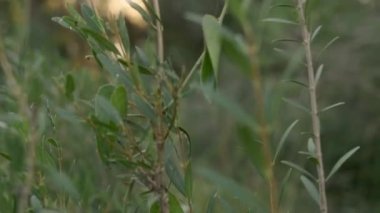 Parkta küçük yapraklı yeşil çalı.