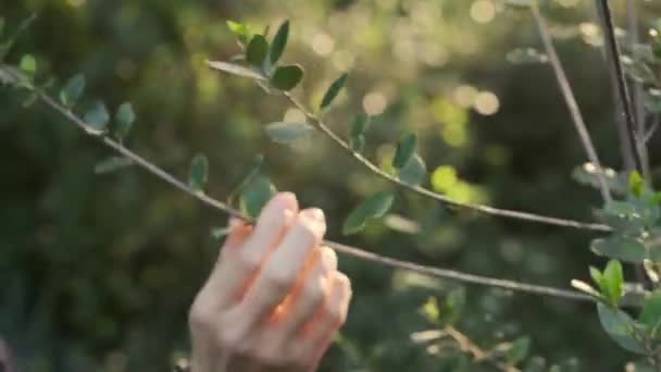 Womans Hand Slowly Runs Branch Green Bush — стоковое видео