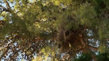 Parkta yuvalarının yanındaki ağaçta iki yeşil papağan var.