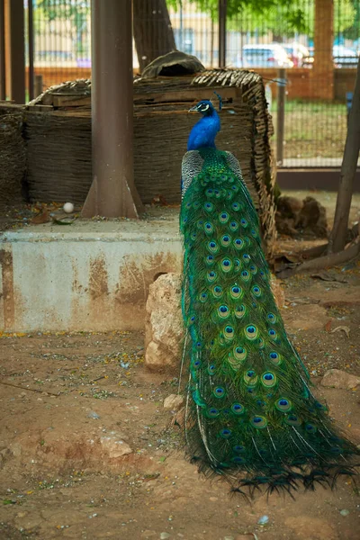Beautiful Peacock Park Long Drooping Tail — стоковое фото