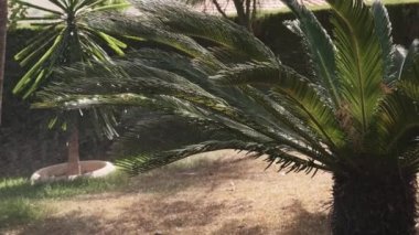 garden watering is included, small splashes on the leaves