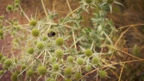 Small Bumblebee Close Green Thorn — Video Stock