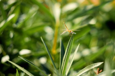 beautiful red dragonfly on a big green bush close-up