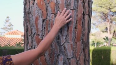 a womans hand goes down the bark of a pine tree