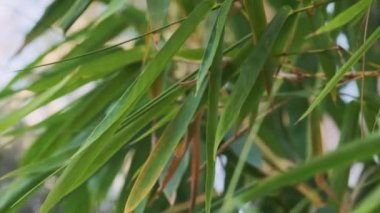wind stirs bamboo leaves close-up