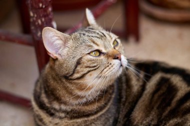 british tabby cat looks at the camera