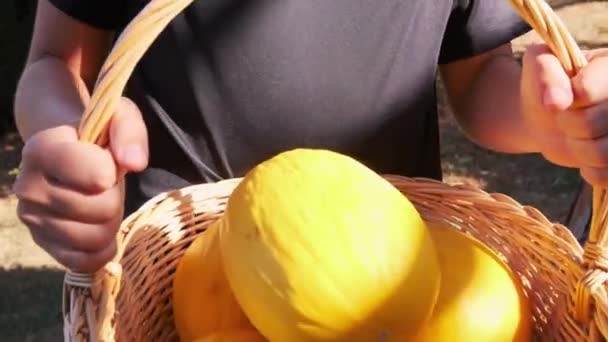 Boy Village Basket Juicy Yellow Melons — Stock Video